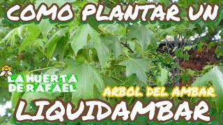 Cómo plantar liquidambar 🍁🍁🍁 Liquidambar styraciflua •El cultivo del liquidambar•9NaTemporada [upl. by Greiner]