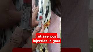 Intravenous injection in goat animals goats veterinary medicine goatfarming vet surgery [upl. by Oemac773]