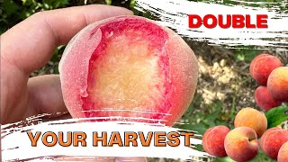 PEACH EXPLOSION Double Your Harvest with This Secret Pruning Trick [upl. by Netsrejk]