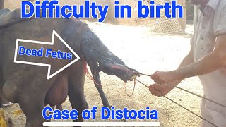 Case of distocia and dead fetusDifficulty in birthNormal Delivery in the BuffaloDr Shakeeltreat [upl. by Aldous5]