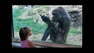 Les bébés drôles au zoo  Les enfants au zoo Nouvelle compilation [upl. by Kroll328]