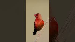 Red avadavat singingMost Beautiful Birds in the Worldshorts birds birdsoundsbird birdslover [upl. by Maisie]