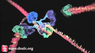 DNA Replication  DNA Polymerase and Helicase Activity Animation [upl. by Saerdna]