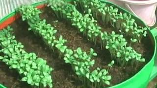 Growing Coriander and Kasuri Methi  மாடித் தோட்டத்தில் புதினா கொத்தமல்லி வளர்க்க எளிதான முறைகள் [upl. by Elisabet153]