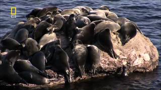 YouTube Hate Spreads to Baikal Seals [upl. by Ytisahc552]