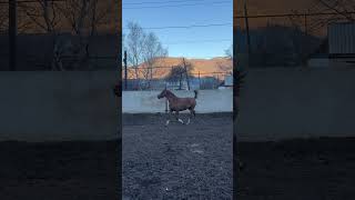 horse WhatsApp 79277214909 НЕМНОГО ИСПАЧКАЛИСЬ [upl. by Hindu235]