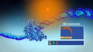 Single Molecule Real Time Sequencing  Pacific Biosciences [upl. by Eiramyma]