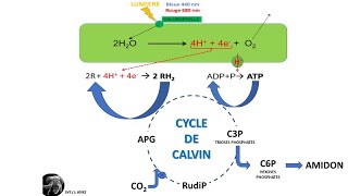 La photosynthèse dans le chloroplaste [upl. by Otreblaug152]