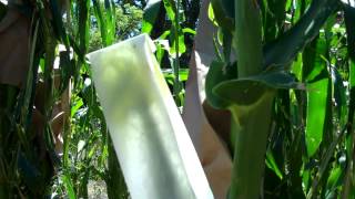 Keeping OP Corn Using Hand Pollination [upl. by Highams]