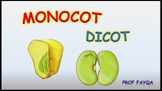 Monocot Vs Dicot plants 12 major differences [upl. by Vivyan]