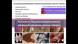 Exploring Deadly Hookworm Infections in Dogs What Every Pet Doctor or Pet Owner Needs to Know [upl. by Mavra]