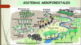 Diseño e implementación de sistemas agroforestales silvopastoriles Aspectos de Relevancia [upl. by Ho677]