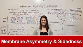 Membrane Asymmetry and Sidedness [upl. by Corenda]