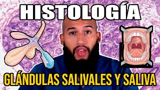 Histología  Glándulas SALIVALES y SALIVA Funciones Composición Conductos Excretores [upl. by Lowenstern]