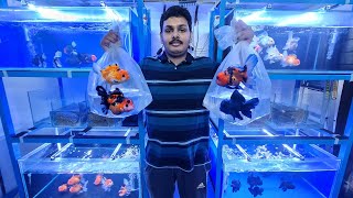 Oranda Gold Fish Types and Prices [upl. by Lamprey]