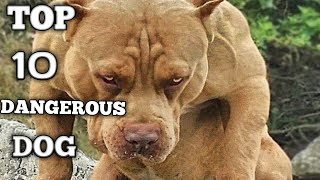 TOP 10 DANGEROUS DOG BREEDS German shepherd pitbull malamute rottweiler boxer bulldog [upl. by Kerstin40]