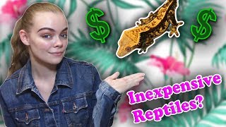 TOP 5 INEXPENSIVE REPTILES FOR BEGINNERS [upl. by Tila770]