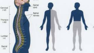 Difference Between Flaccid and Spastic Paralysis [upl. by Kam]