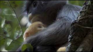 The Phayres Leaf Monkey [upl. by Uhn]