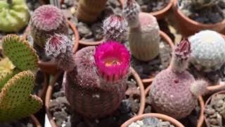 Echinocereus rigidissimus ssp rubispinus L088 Time Lapse [upl. by Atworth727]