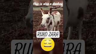 Donkey vs donkeyfunnydonkeyshortsdonkey funny videos for kidfunniest videos everdonkeysinging [upl. by Osnofla]