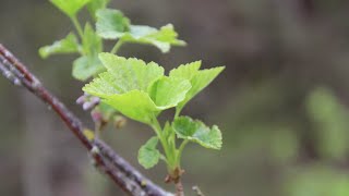 Raccolta gemme Ribes nigrum Ribes nero  Giorgini Dr Martino [upl. by Kozloski]