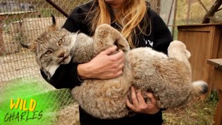 Canadian Lynx [upl. by Minabe]