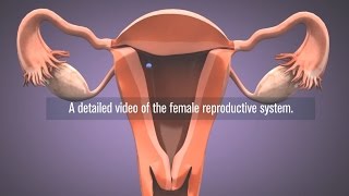 Medical  Female reproductive system in 3D [upl. by Moises307]