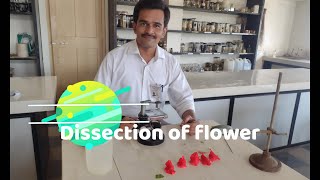 Dissection of flower │12th class biology │Practical [upl. by Perrin645]