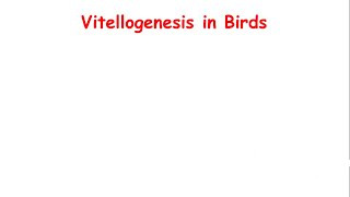 Vitellogenesis in Birds [upl. by Avlasor]