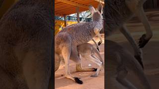 Cute kangaroo kid trying to hide kangaroo birds animals funnyanimals dog pets mother wild [upl. by Ahseele423]