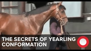 The Secrets of Yearling Conformation [upl. by Nixon]