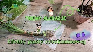 Efekty pasty cytokininowej 8 Tniemy Alokazje  ✂😲🥴 [upl. by Eycal]