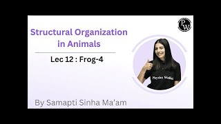 Structural Organization in Animals 12  Frog 4  By Samapti Sinha Mahapatra Mam [upl. by Alded]