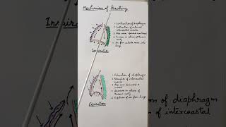 Mechanism of breathing respiration ytshorts [upl. by Patrizio]