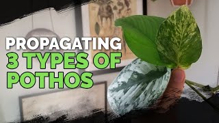 Propagating 3 Types of Pothos via Water Cuttings Foolproof Method 🌱 [upl. by Annyl299]