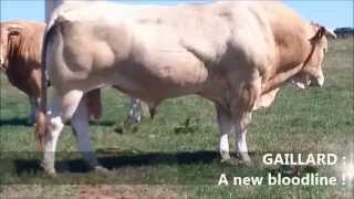 BLONDE DAQUITAINE BULLS AVAILABLE FOR AI  GIE BLOND [upl. by Nahshon]