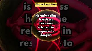 Noradrenaline [upl. by Yrogreg]