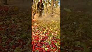 Interesting Methods Harvest Chinese Red Dates agriculture foodlover amazingfacts [upl. by Analah]