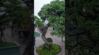 Tamarind Bonsai beautiful 2024 bonsai bonsaitree caycanh [upl. by Ransome887]