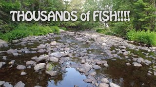 Underwater on the Allagash Chamberlain Lake [upl. by Sparhawk]