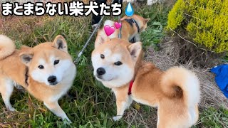 まとまらないのが柴犬らしくておもしろいw [upl. by Wolf]