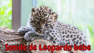 Sonido de leopardo bebé baby sound [upl. by Orford724]