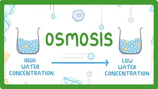 GCSE Biology  Osmosis 8 [upl. by Moretta330]