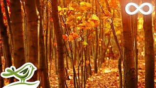 Fall Asleep Fast Deep Relaxing Music Sleep Music Meditation Music Sleeping Music ★135 [upl. by Takara]