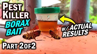 Is Borax Effective vs ANTS ROACHES amp TERMITES as a Pest Killer Part 2 of 2 [upl. by Nehte597]