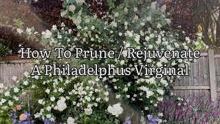 How To Prune  Rejuvenate Philadelphus Pruning Philadelphus Prune Mock Orange Get Gardening [upl. by Jaclyn]