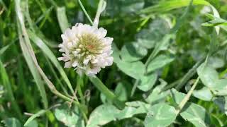 Trifolium repens [upl. by Curley]