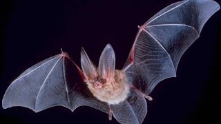 Secrets and Mysteries of Bats  Nature Documentary [upl. by Thirzi]