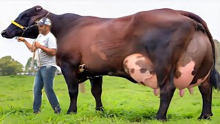 Highly Milking World Record Girlando Cow Documentary  Biggest Udder Cow  Gir Cow  Hf Cow [upl. by Riccardo]